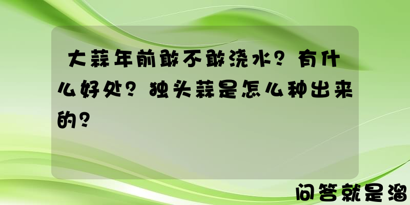 大蒜年前敢不敢浇水？有什么好处？独头蒜是怎么种出来的？